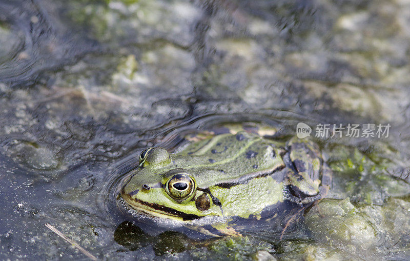 绿色可食用蛙(Rana esculenta synkl.)